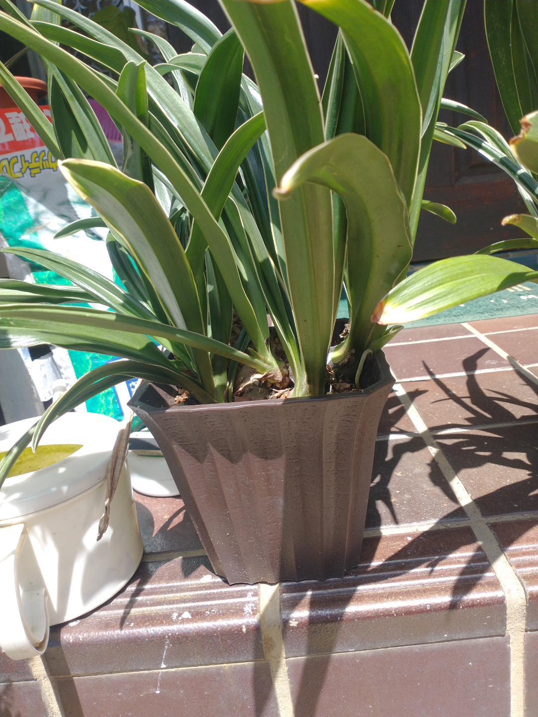 観葉植物　鉢植えの写真3枚目