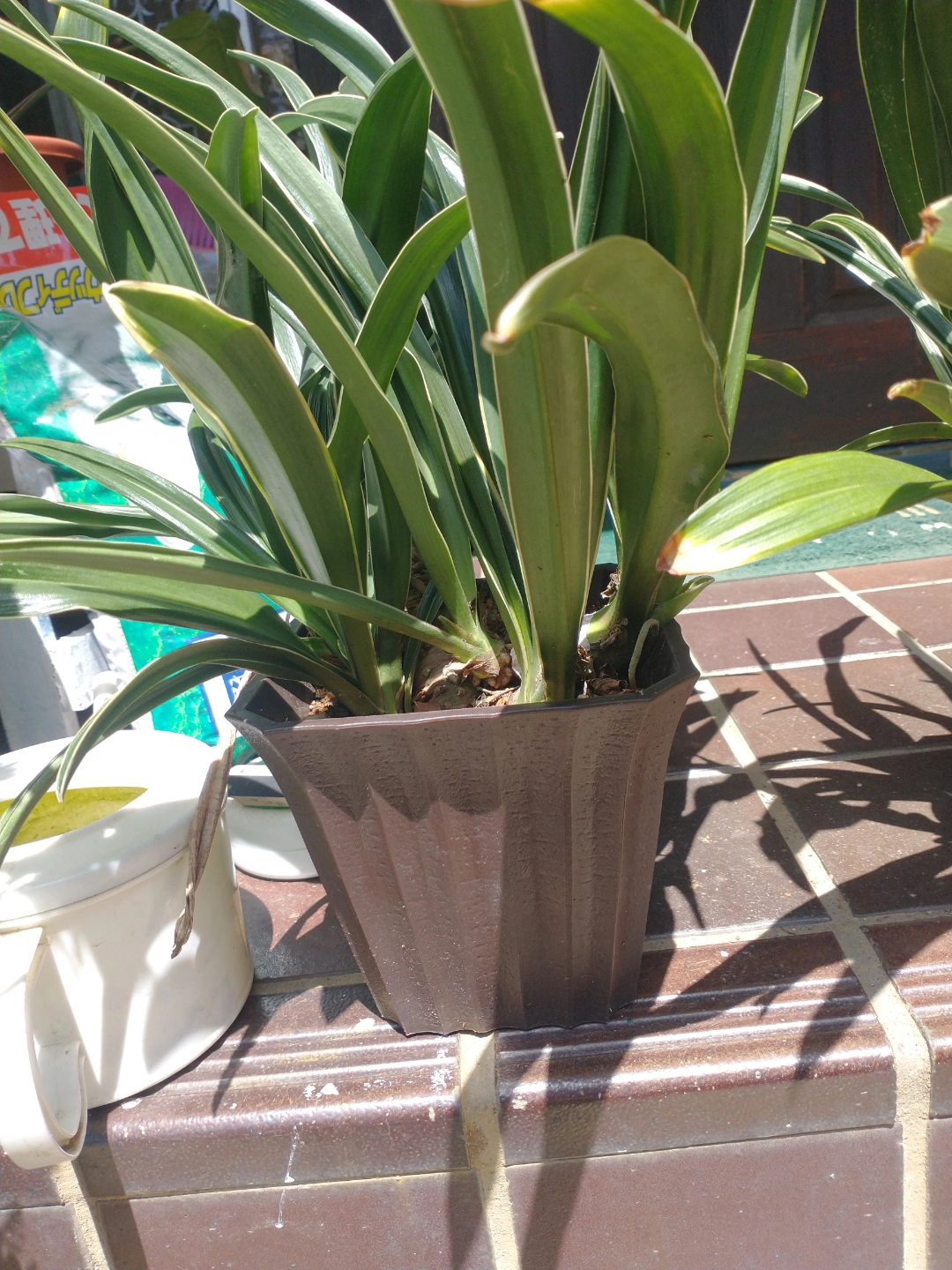 観葉植物 鉢植えの写真3枚目