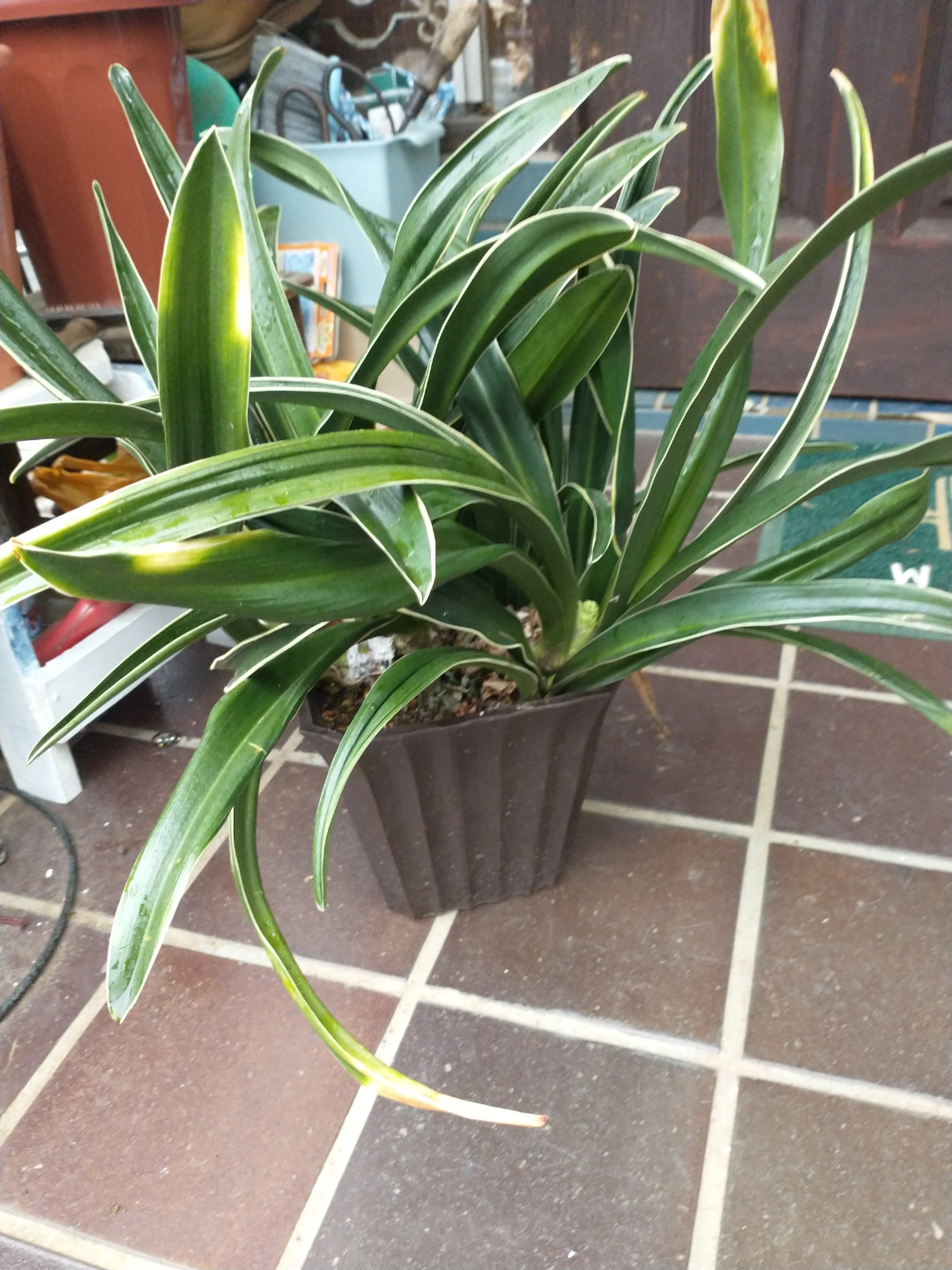 観葉植物 鉢植え