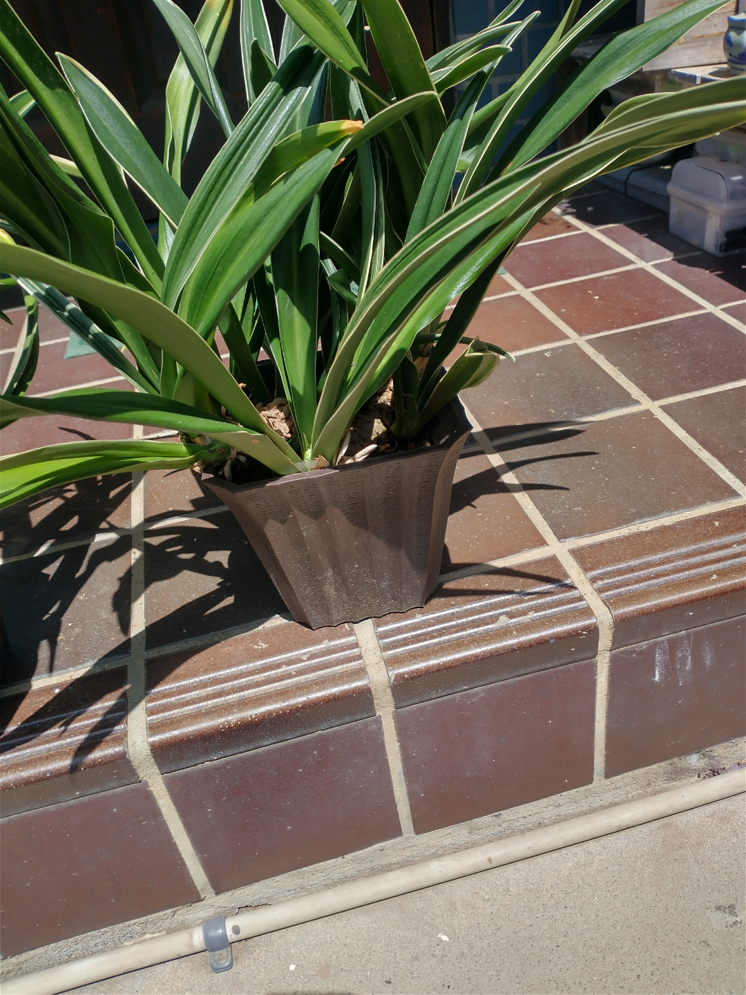 観葉植物　鉢植えの写真2枚目
