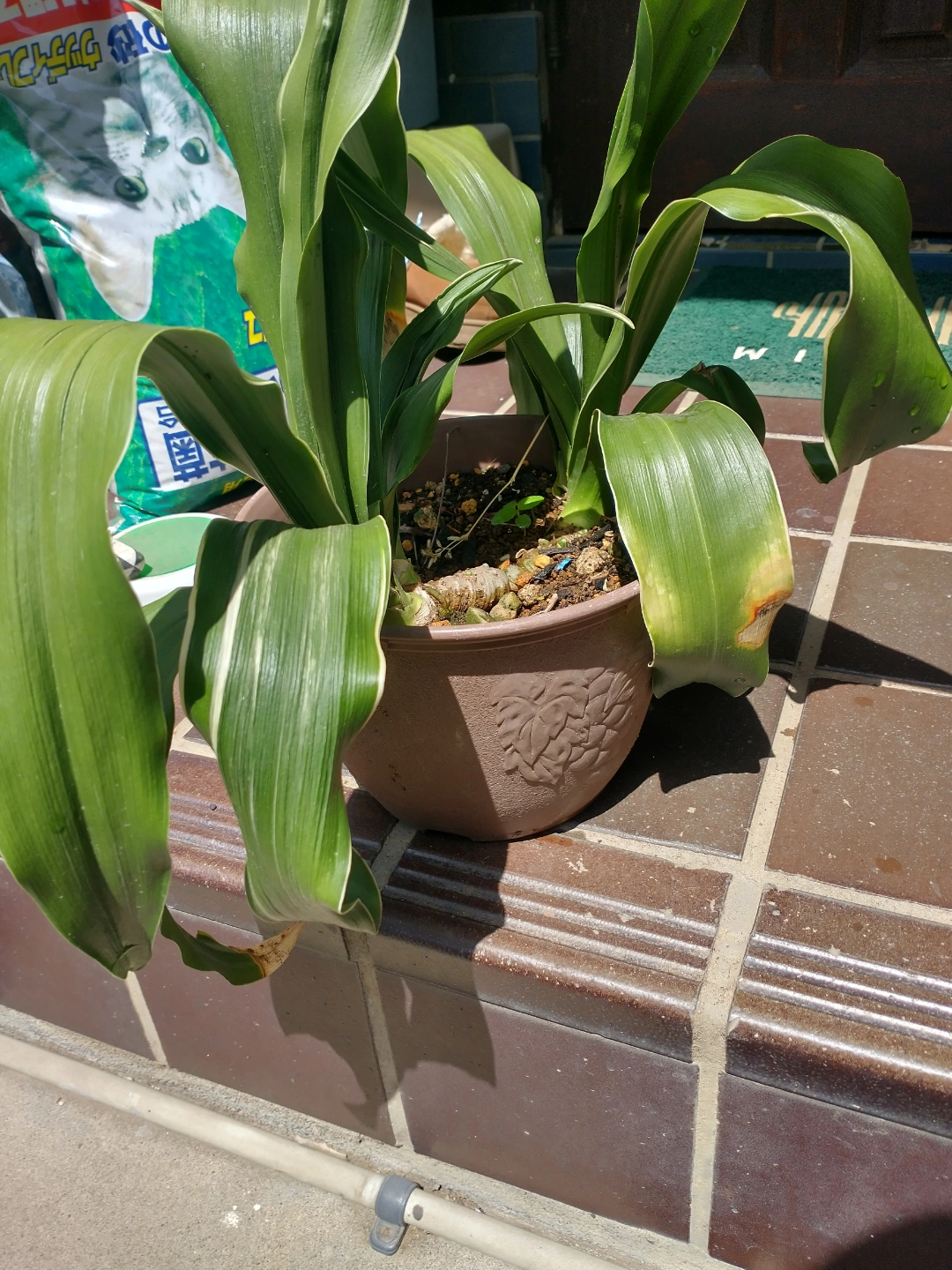 観葉植物 鉢植え