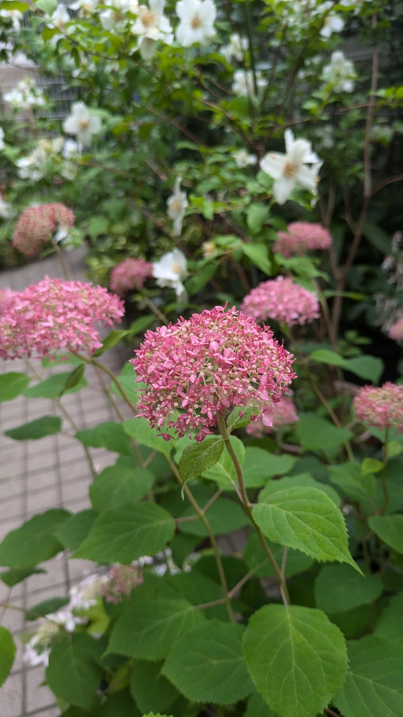 ピンクのアナベル、渦紫陽花