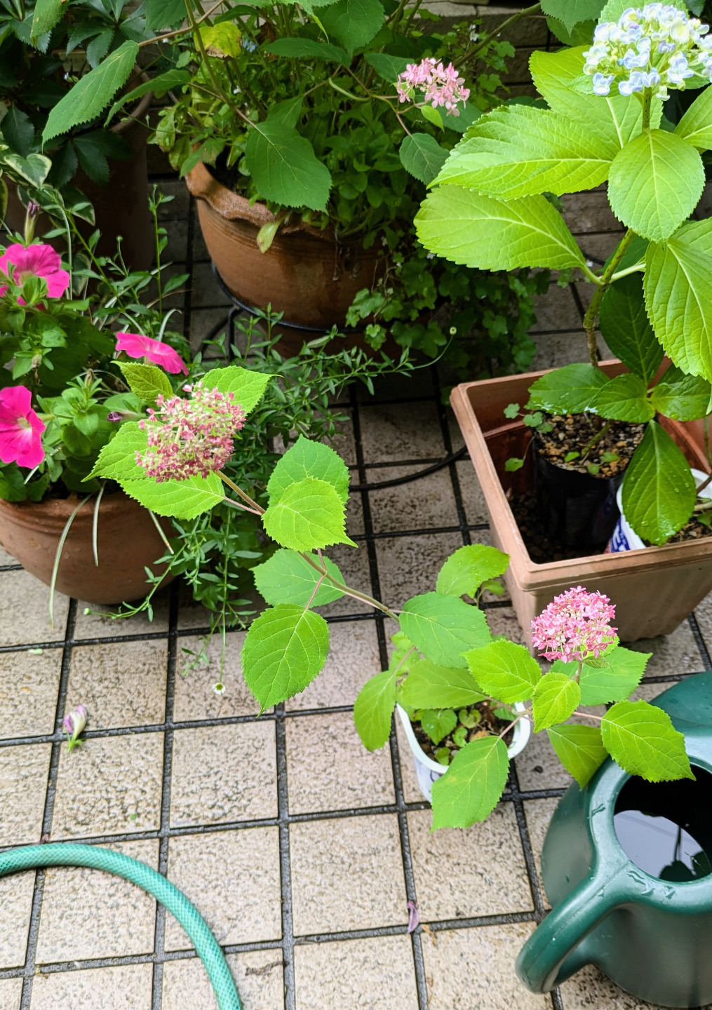 ピンクのアナベル、渦紫陽花の写真3枚目