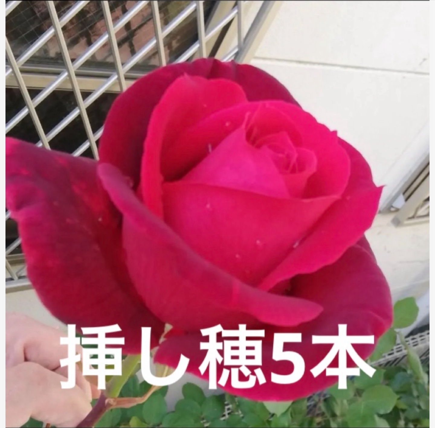 Fスカーレット挿し穂5本
