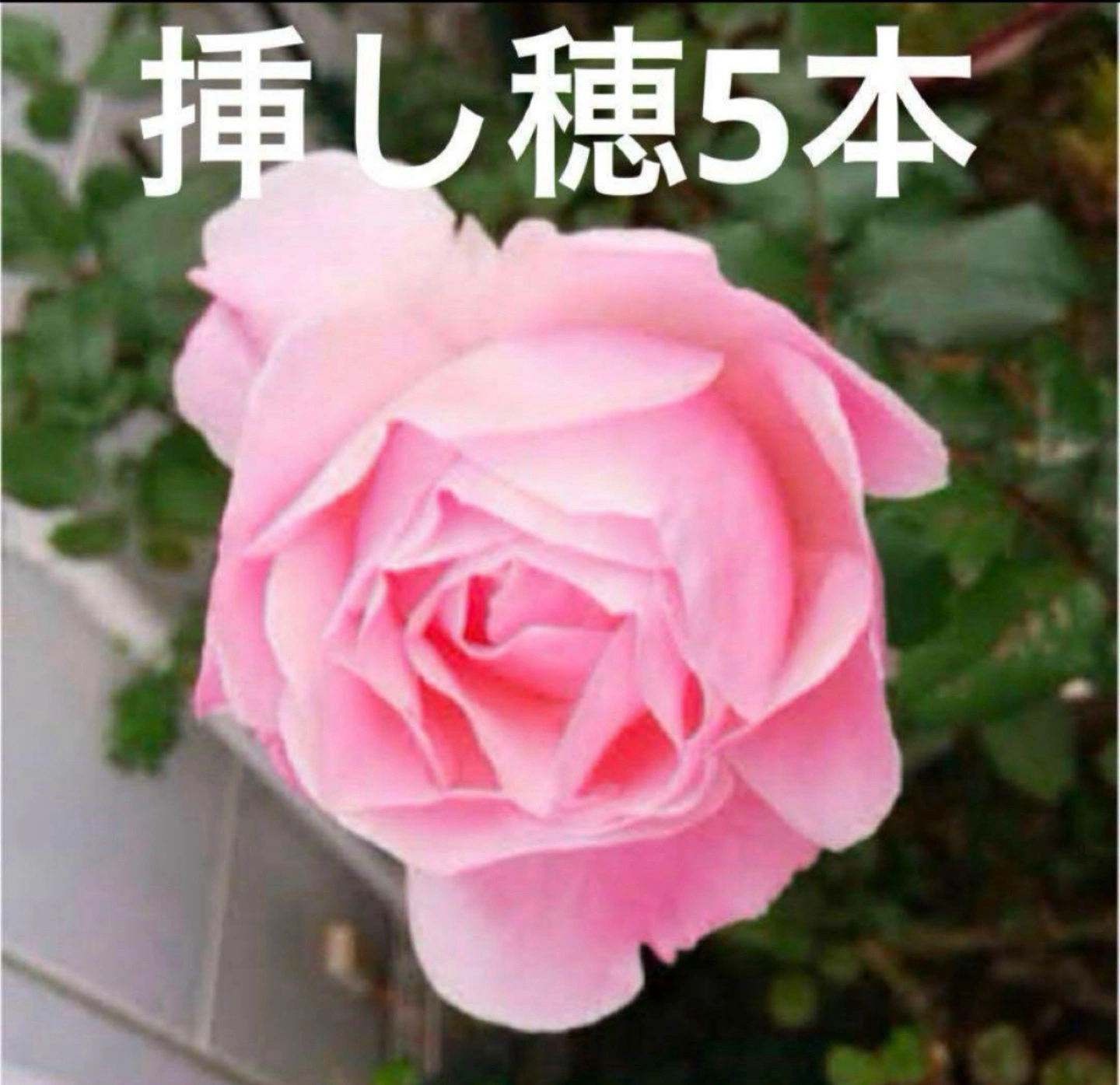 ティファニー挿し穂5本