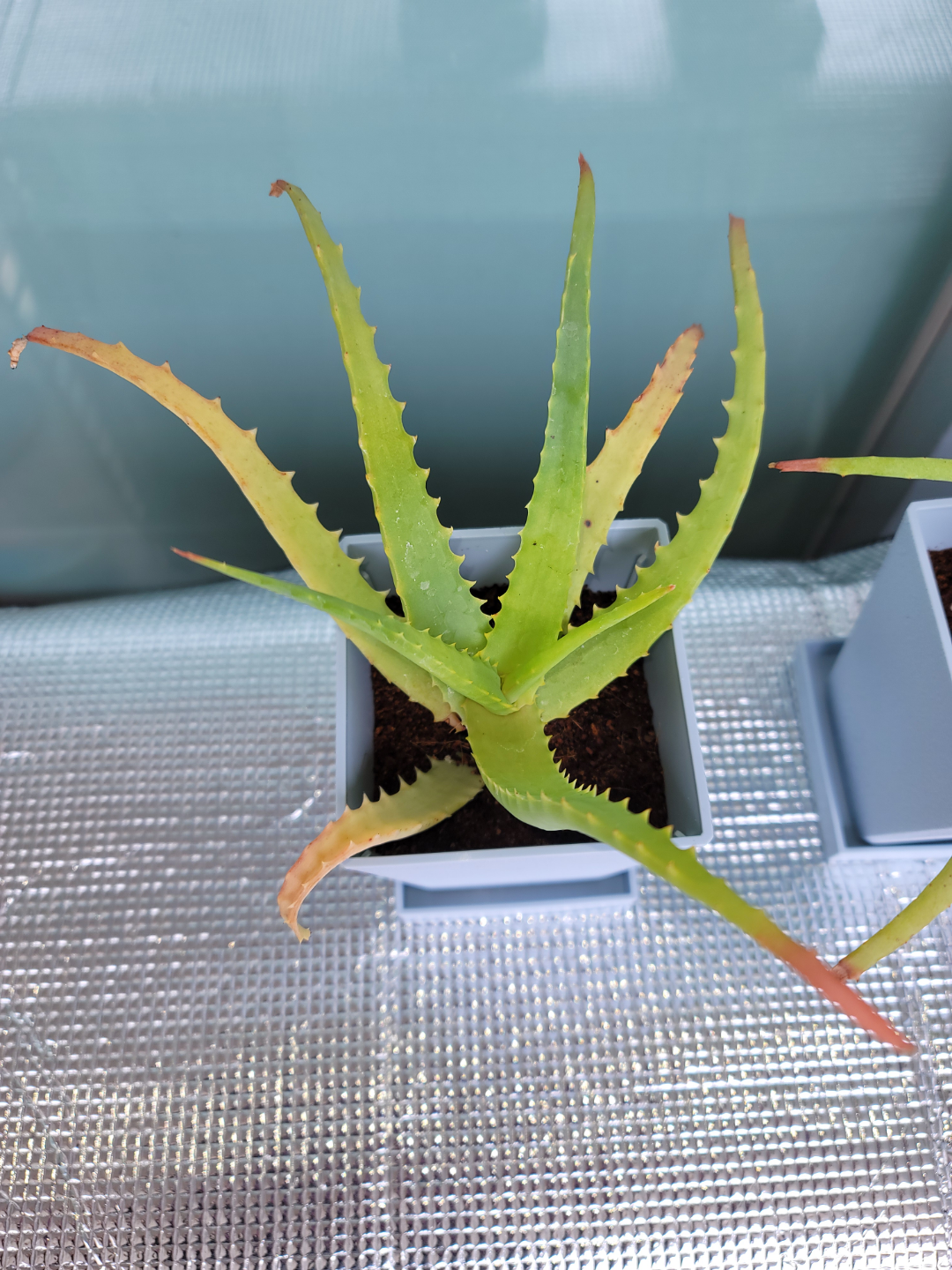 アロエの写真2枚目