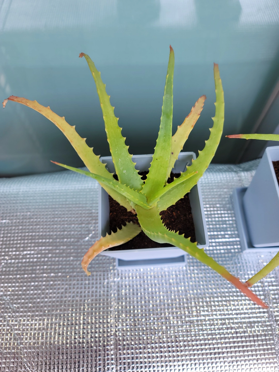 アロエの写真2枚目
