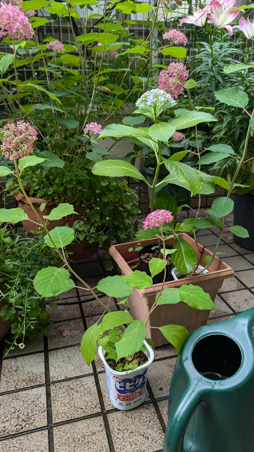 ピンクのアナベル、渦紫陽花の写真2枚目