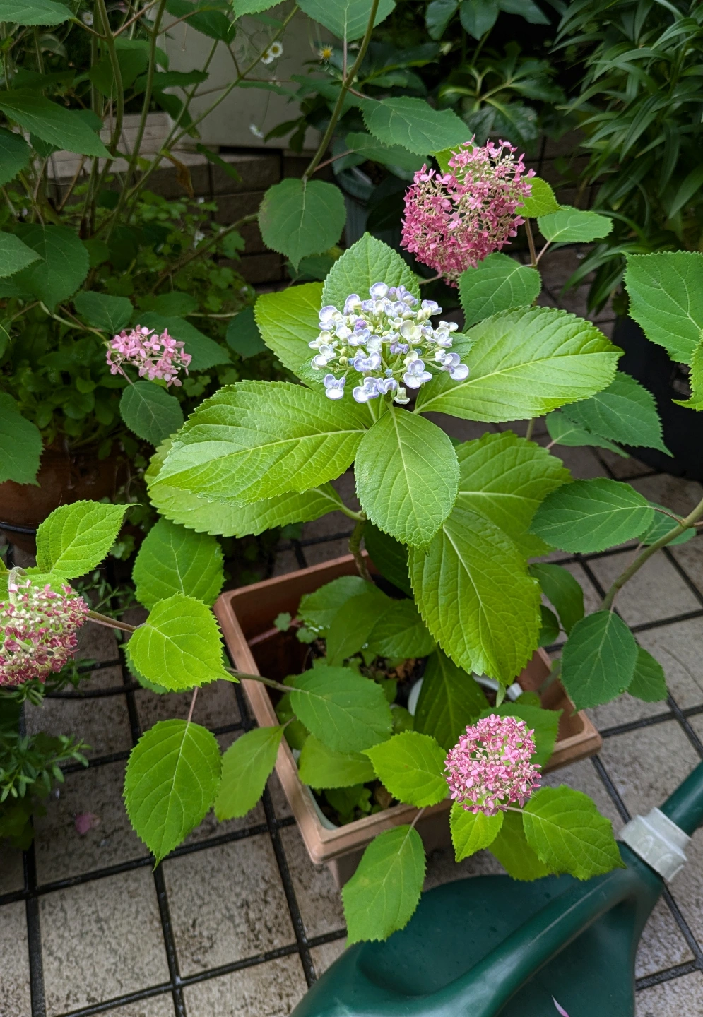 ピンクのアナベル、渦紫陽花の写真6枚目