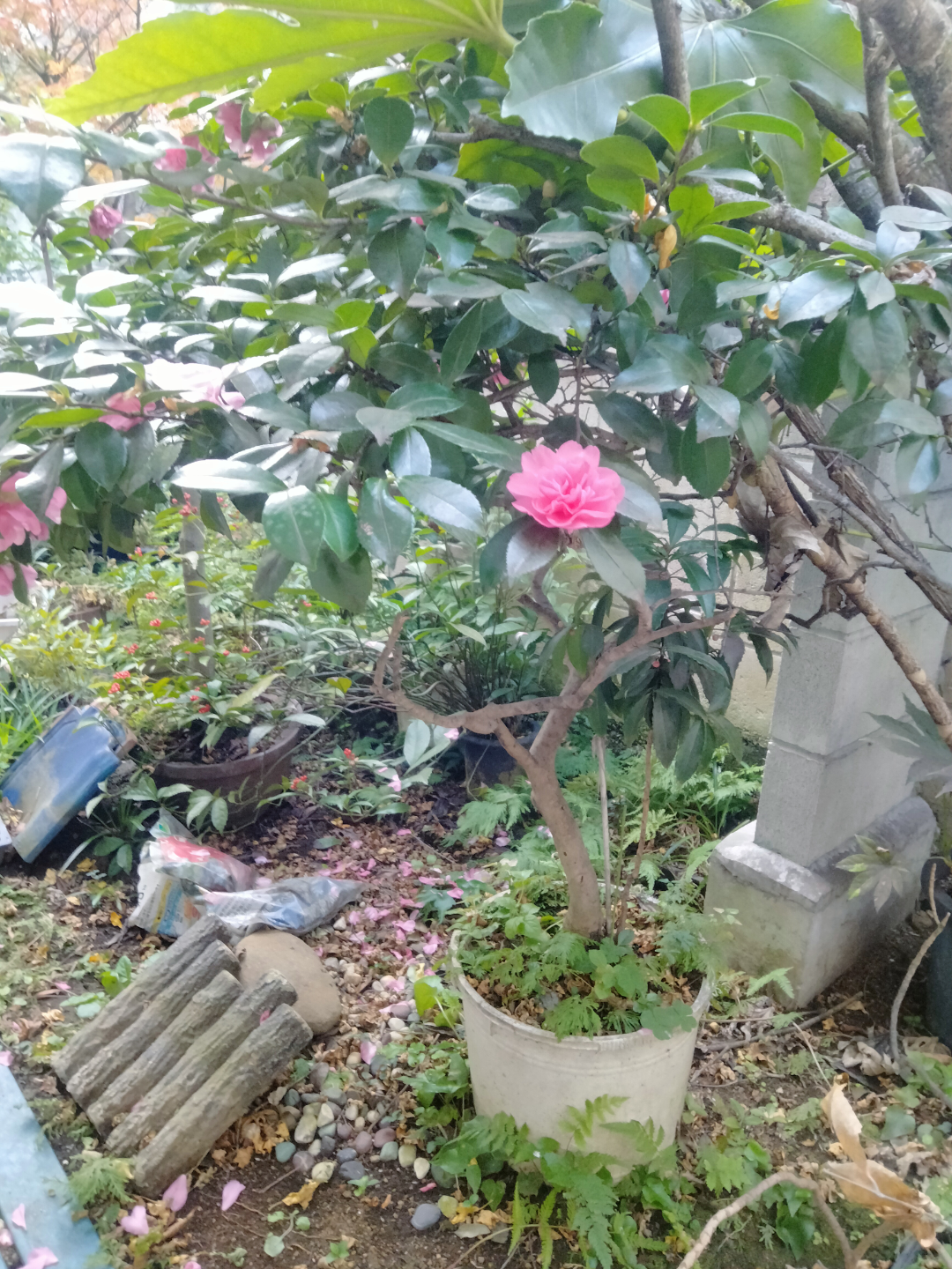 椿　植木鉢付き　園芸　ガーデニングの写真2枚目