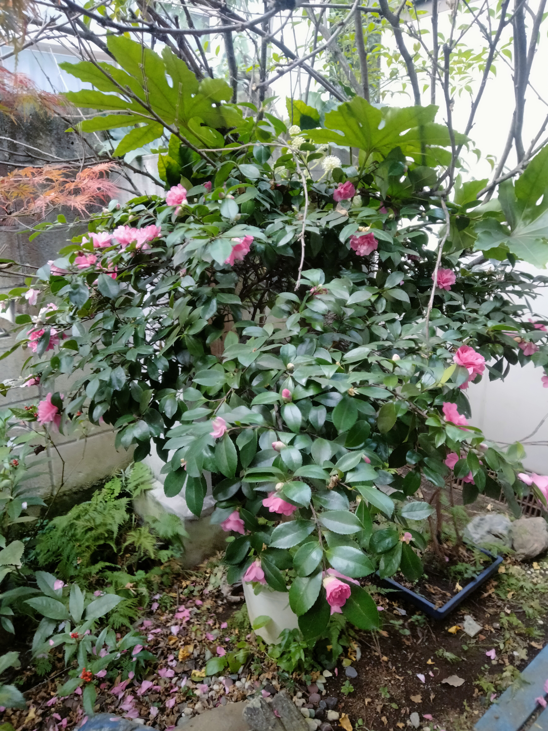椿　植木鉢付き　園芸　ガーデニングの写真5枚目