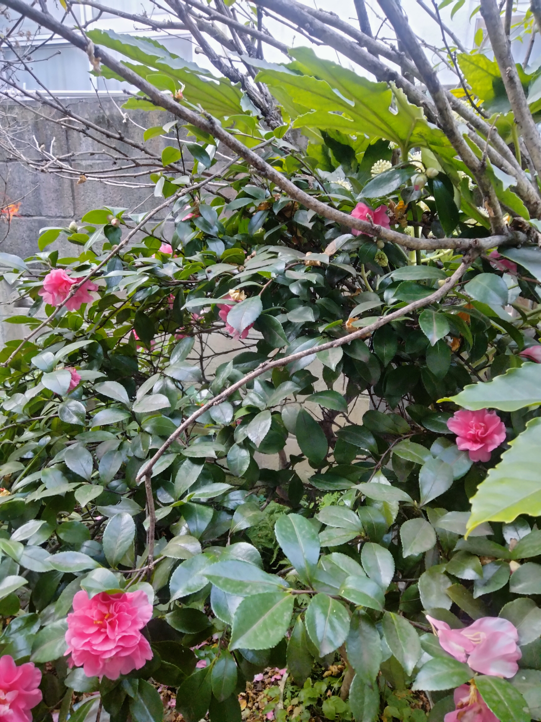 椿　植木鉢付き　園芸　ガーデニング