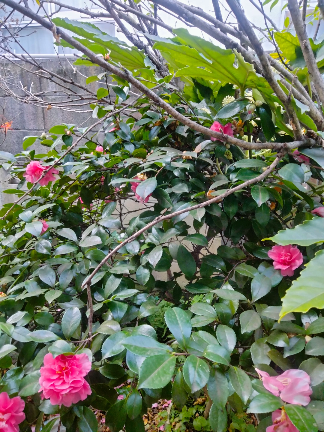 椿 植木鉢付き 園芸 ガーデニング