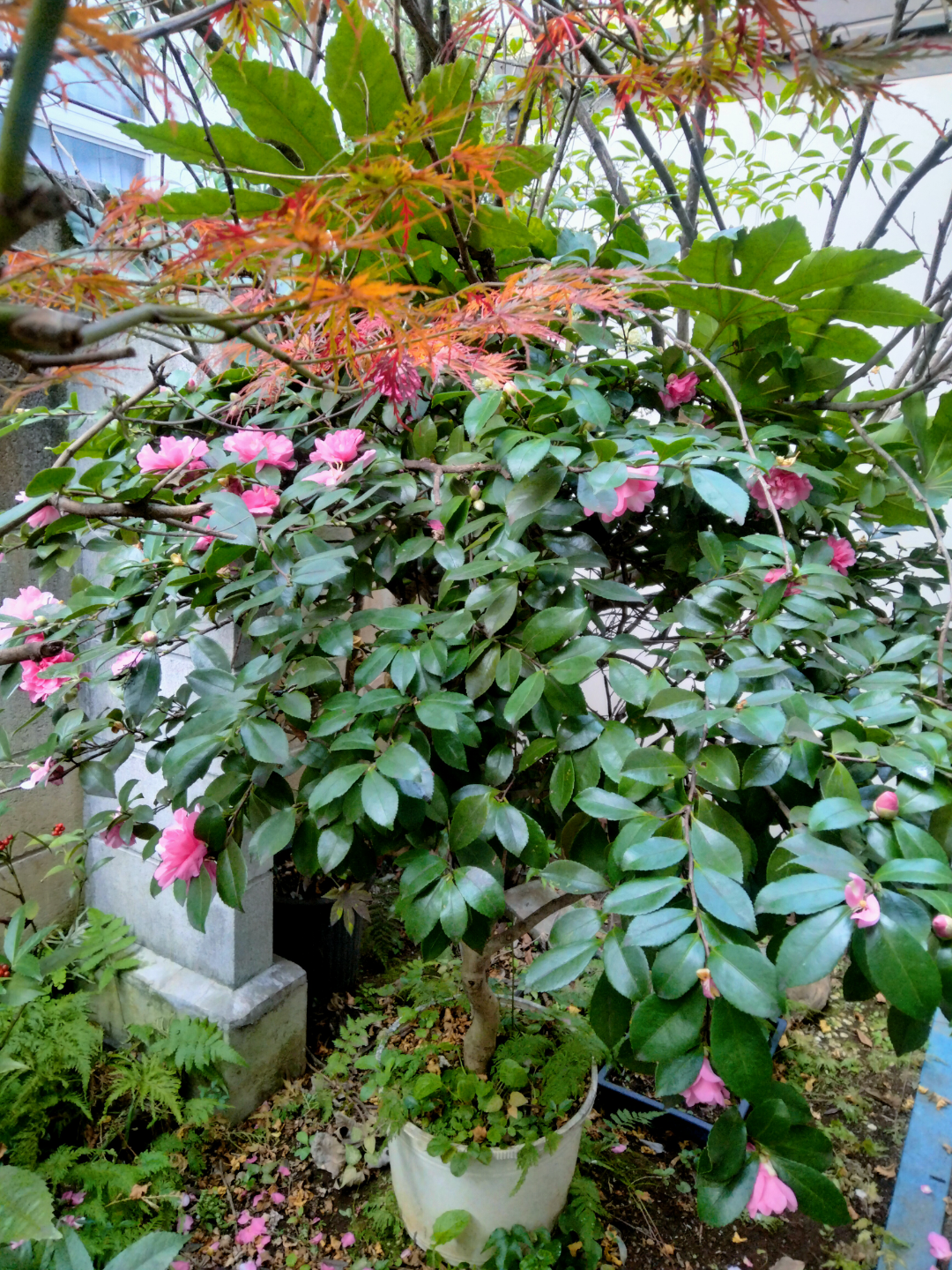 椿　植木鉢付き　園芸　ガーデニングの写真4枚目