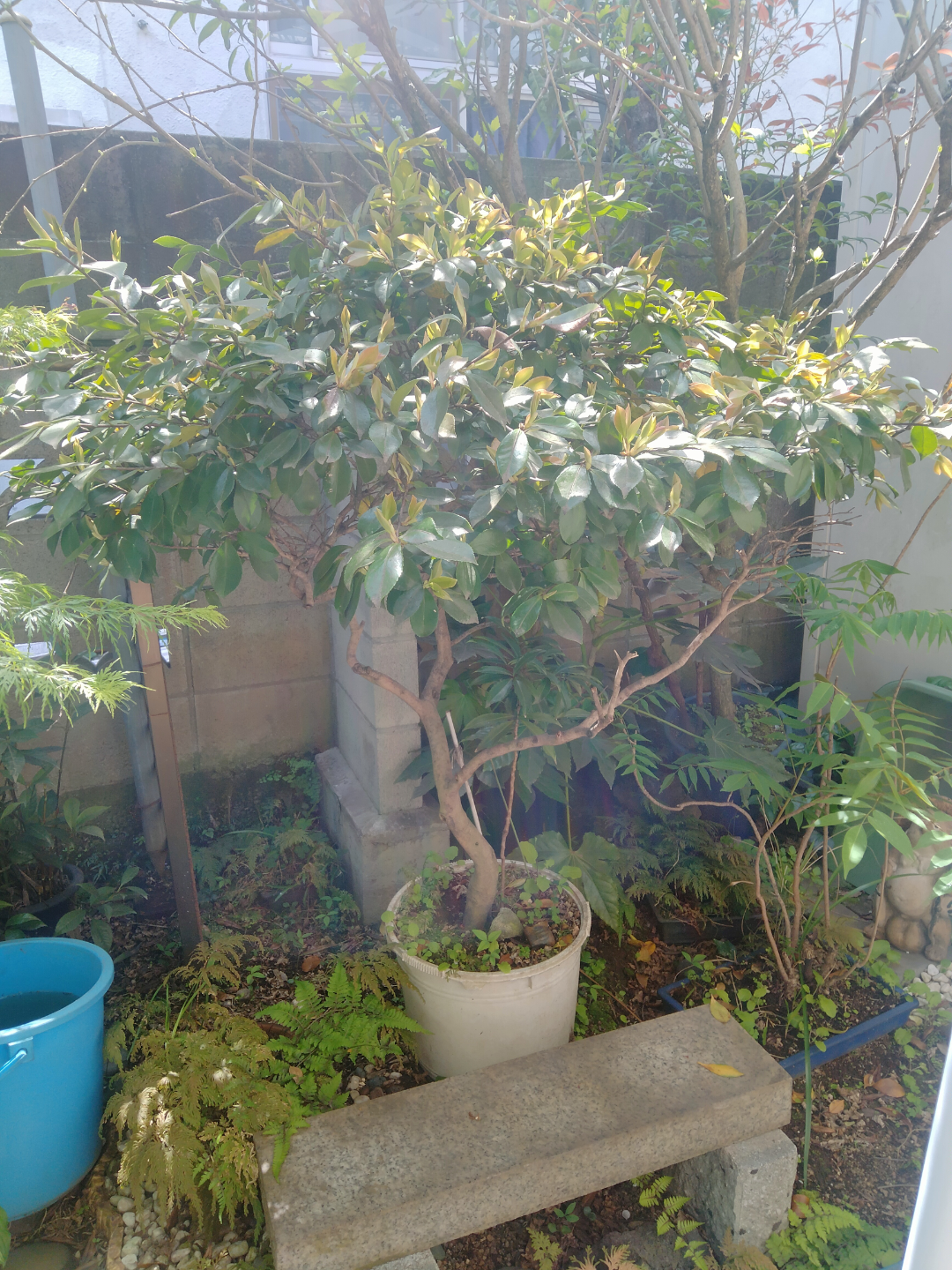 椿　植木鉢付き　園芸　ガーデニングの写真6枚目
