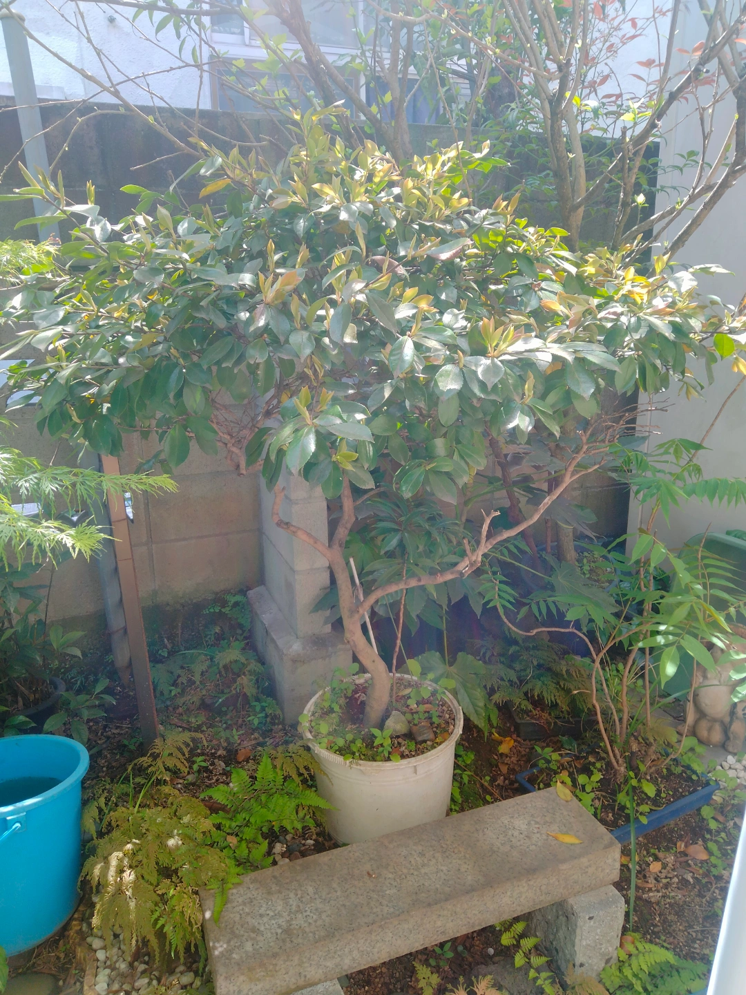 椿 植木鉢付き 園芸 ガーデニングの写真6枚目