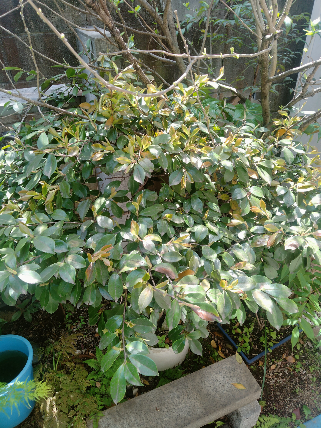 椿　植木鉢付き　園芸　ガーデニングの写真7枚目