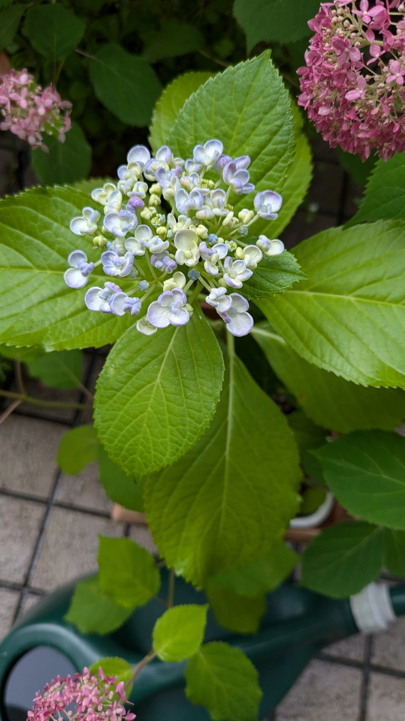 ピンクのアナベル、渦紫陽花の写真4枚目