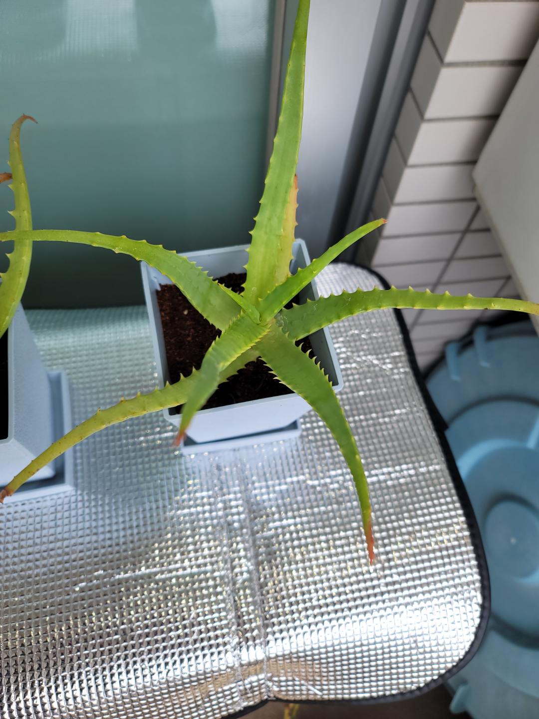 アロエ