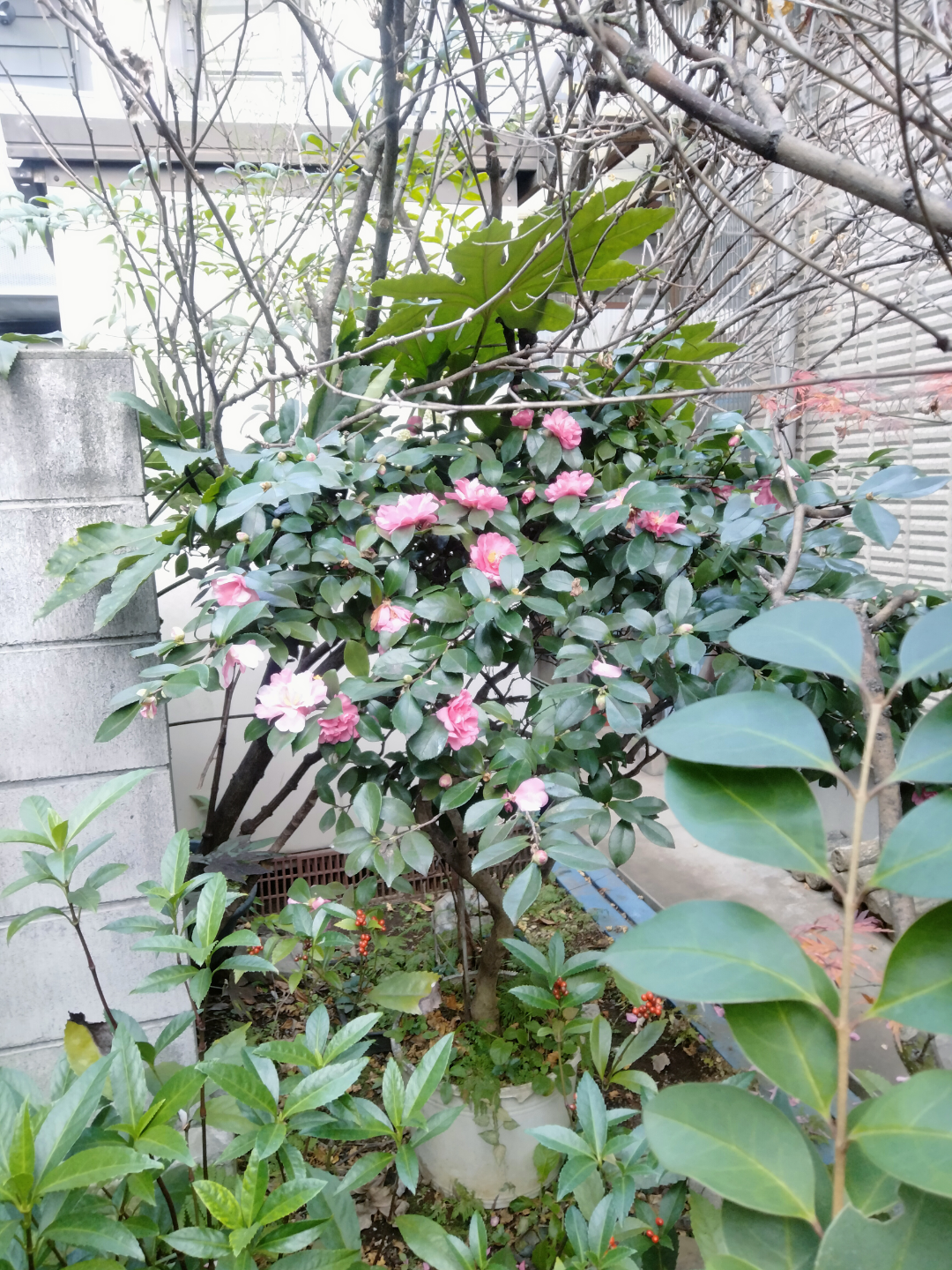 椿　植木鉢付き　園芸　ガーデニングの写真3枚目