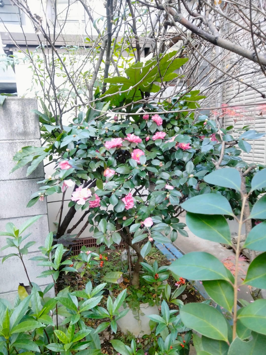 椿 植木鉢付き 園芸 ガーデニングの写真3枚目