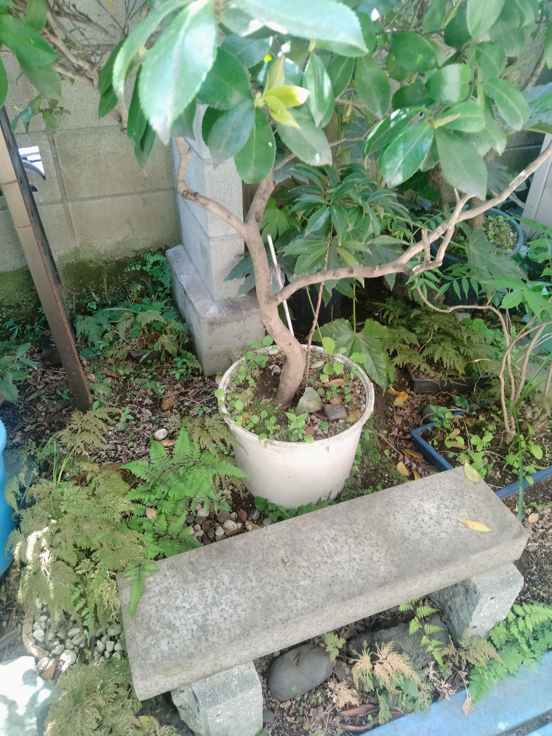 椿　植木鉢付き　園芸　ガーデニングの写真8枚目