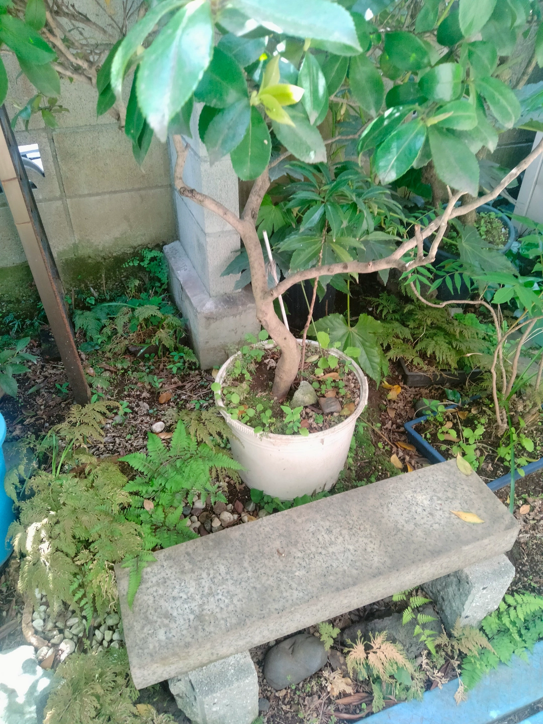 椿 植木鉢付き 園芸 ガーデニングの写真8枚目