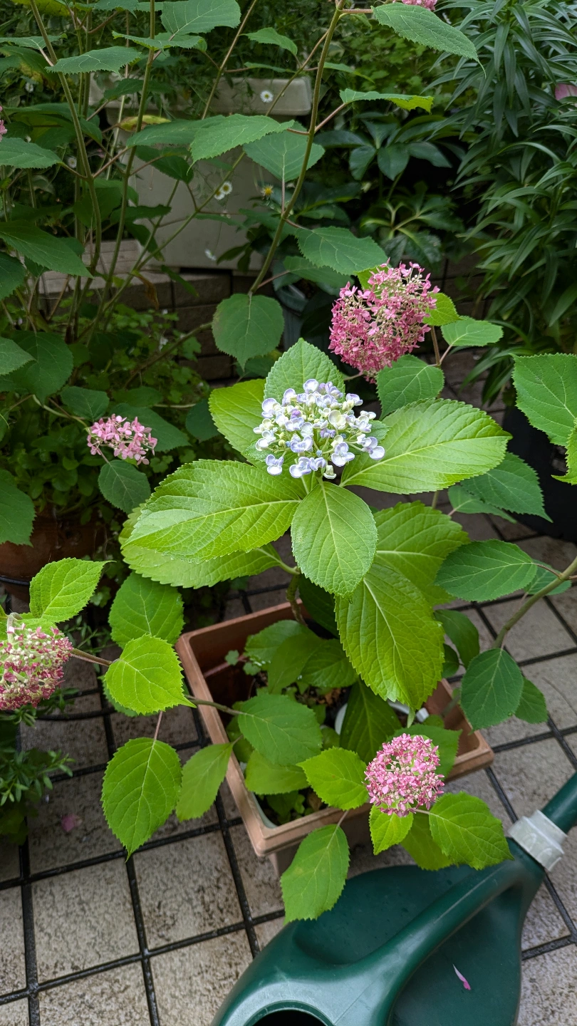 ピンクのアナベル、渦紫陽花の写真5枚目