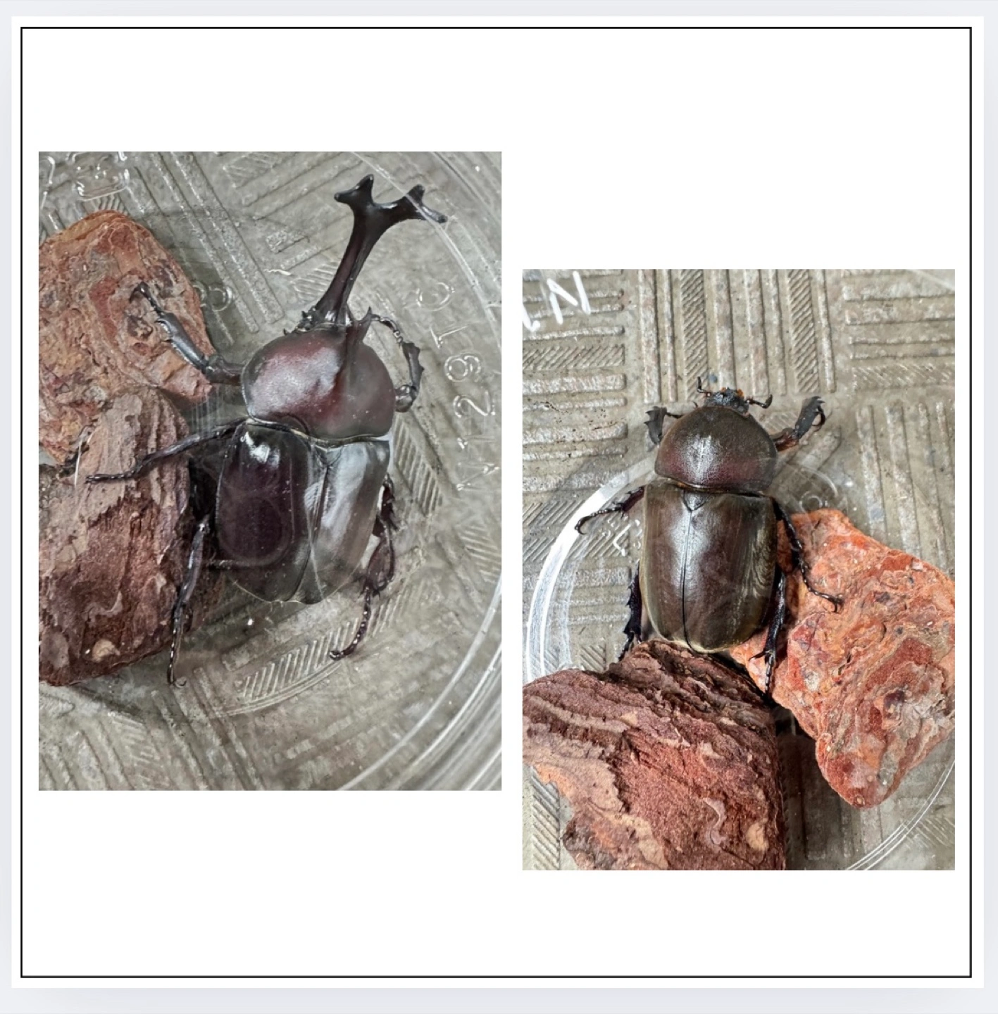国産カブトムシ 昆虫 (ペア)
