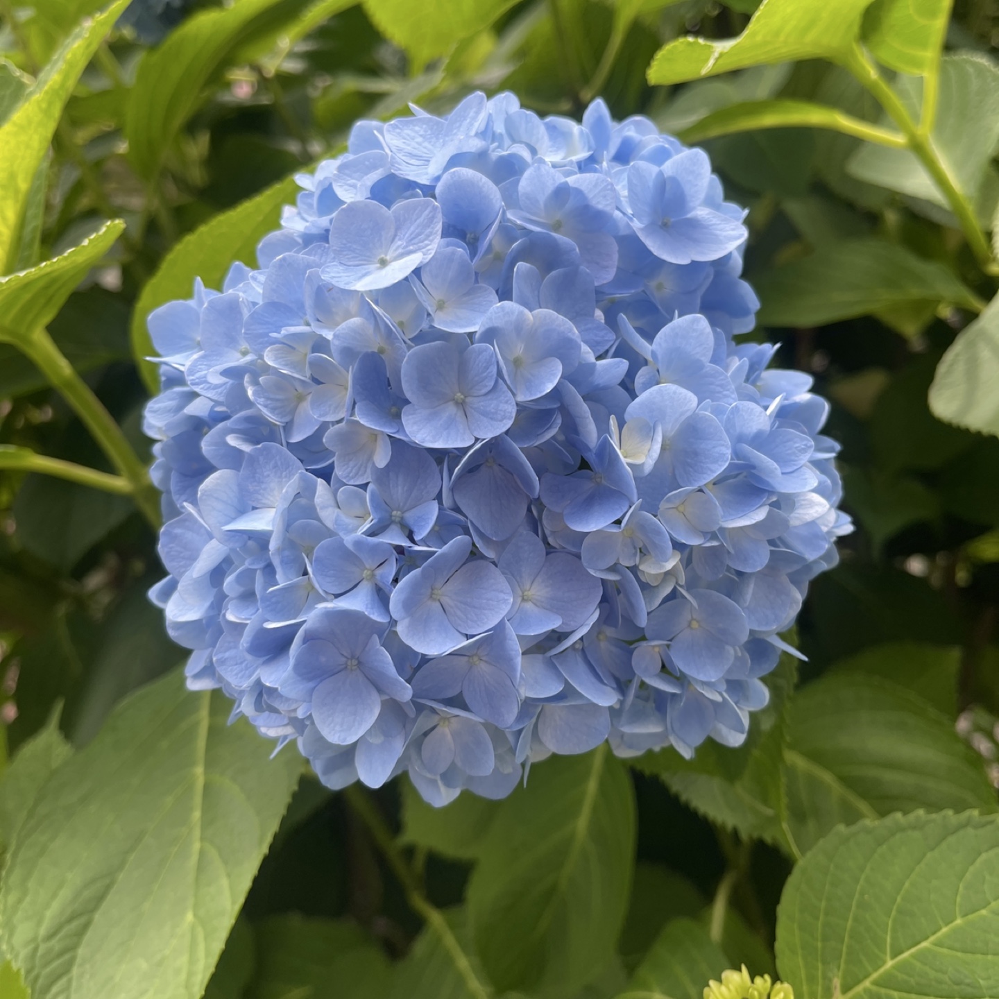 アジサイ挿し穂5本