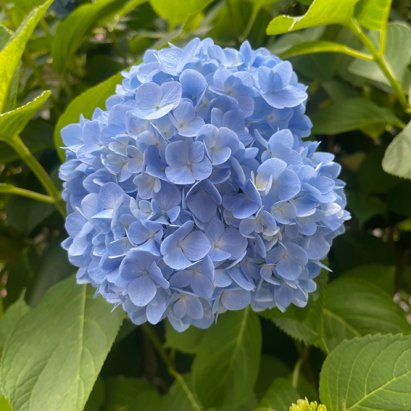 アジサイ挿し穂5本