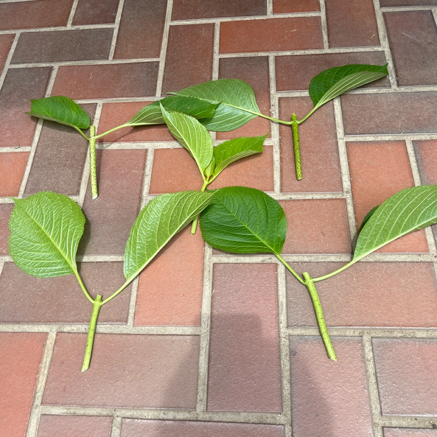アジサイ挿し穂5本の写真2枚目