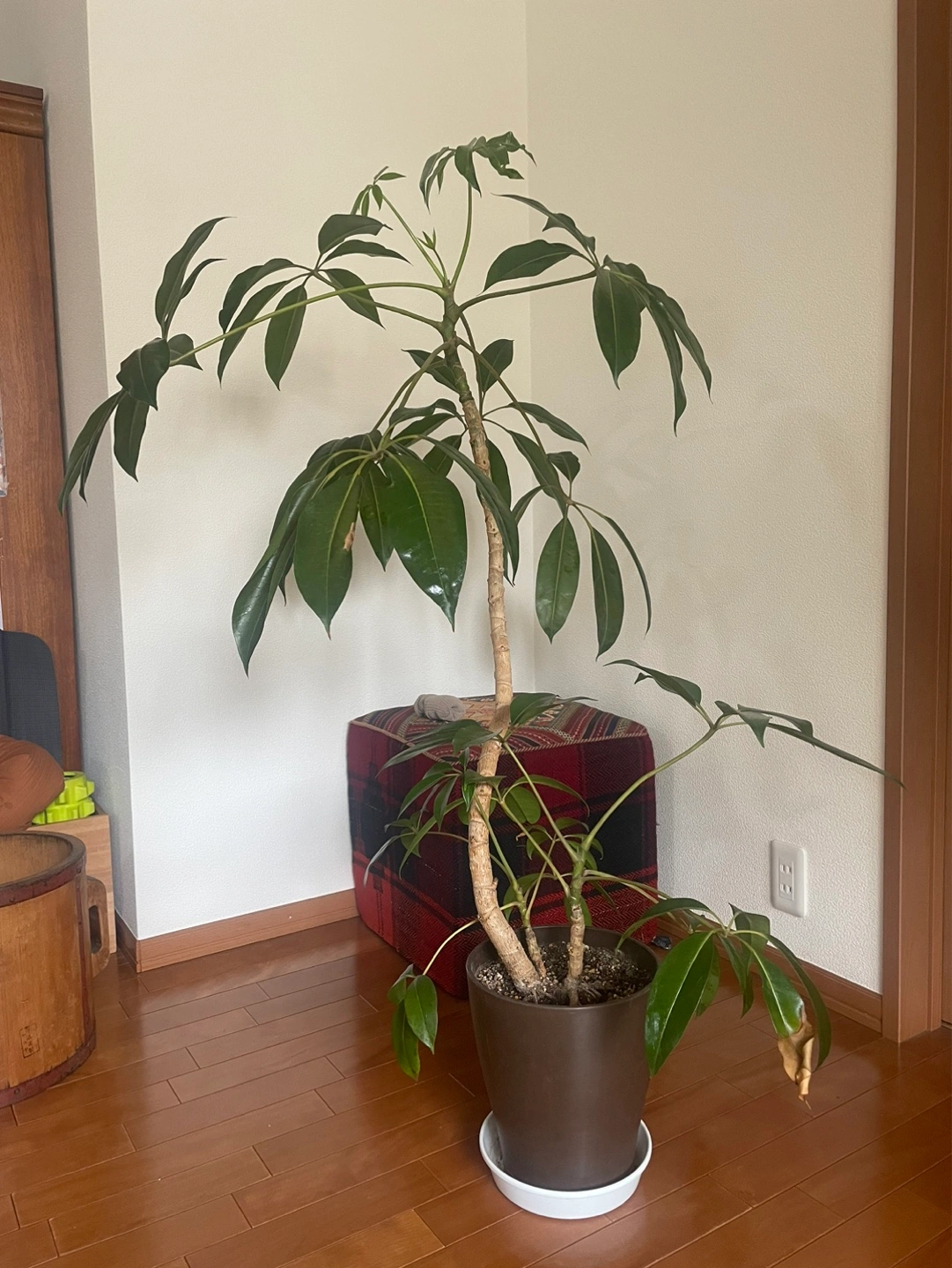 観葉植物