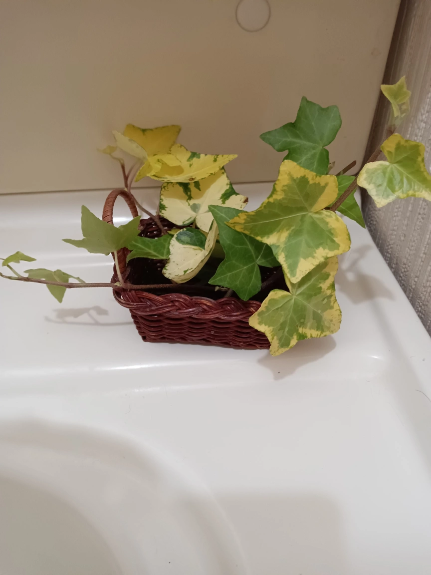 ミニかご バスケット2個セットの写真2枚目