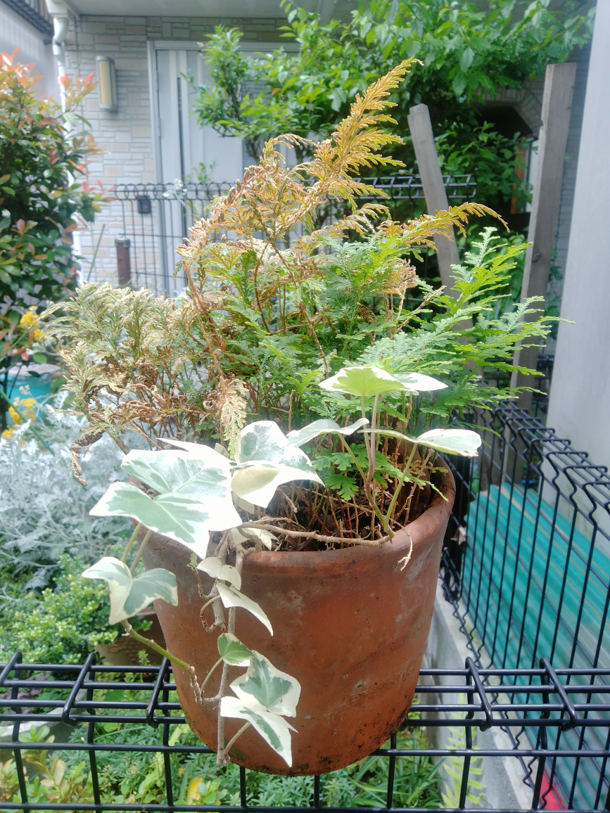 シダ　コレクション　植木　植木鉢　園芸　ガーデニング　趣味の写真2枚目