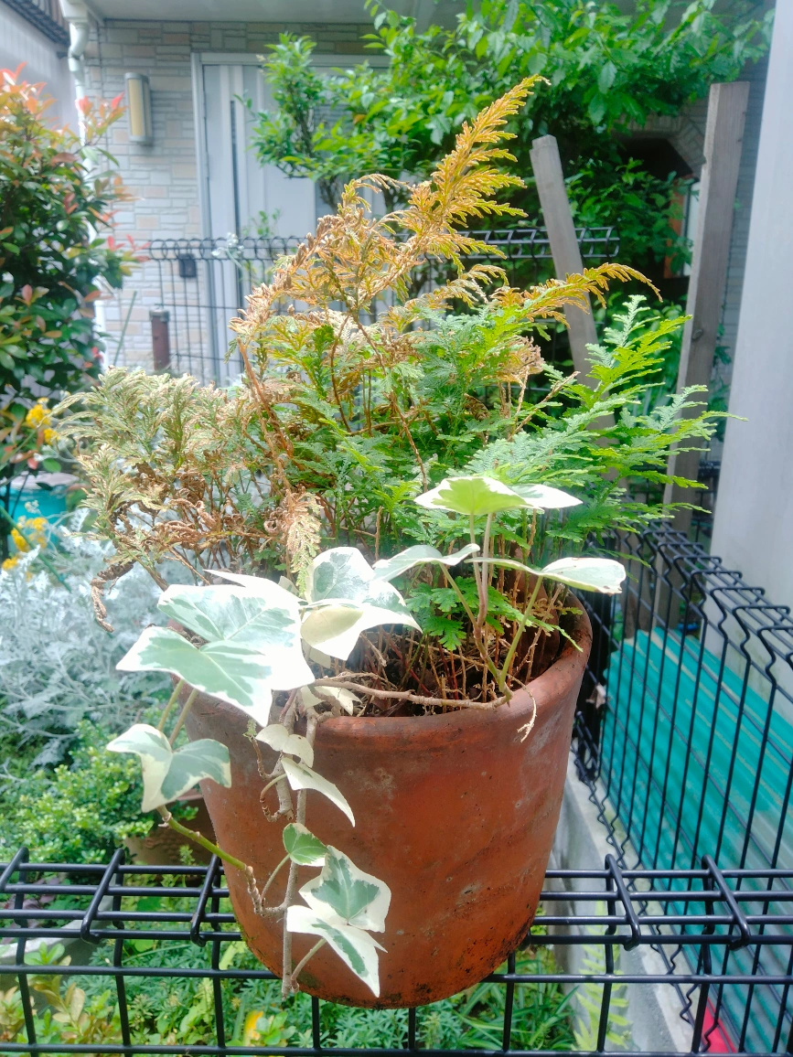 シダ コレクション 植木 植木鉢 園芸 ガーデニング 趣味の写真2枚目