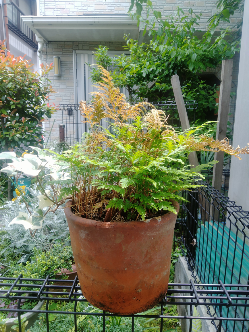 シダ　コレクション　植木　植木鉢　園芸　ガーデニング　趣味の写真3枚目