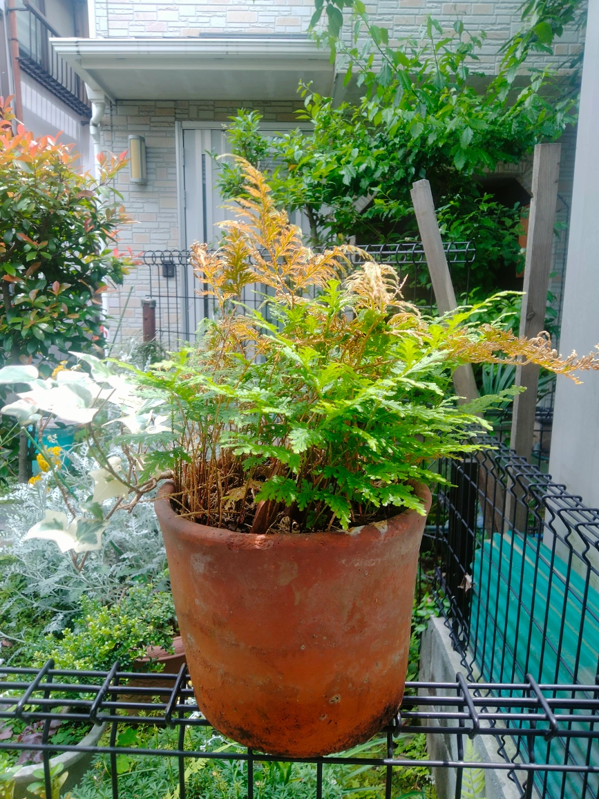 シダ コレクション 植木 植木鉢 園芸 ガーデニング 趣味の写真3枚目
