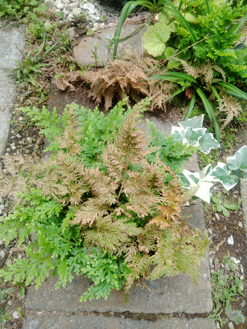 シダ　コレクション　植木　植木鉢　園芸　ガーデニング　趣味の写真5枚目