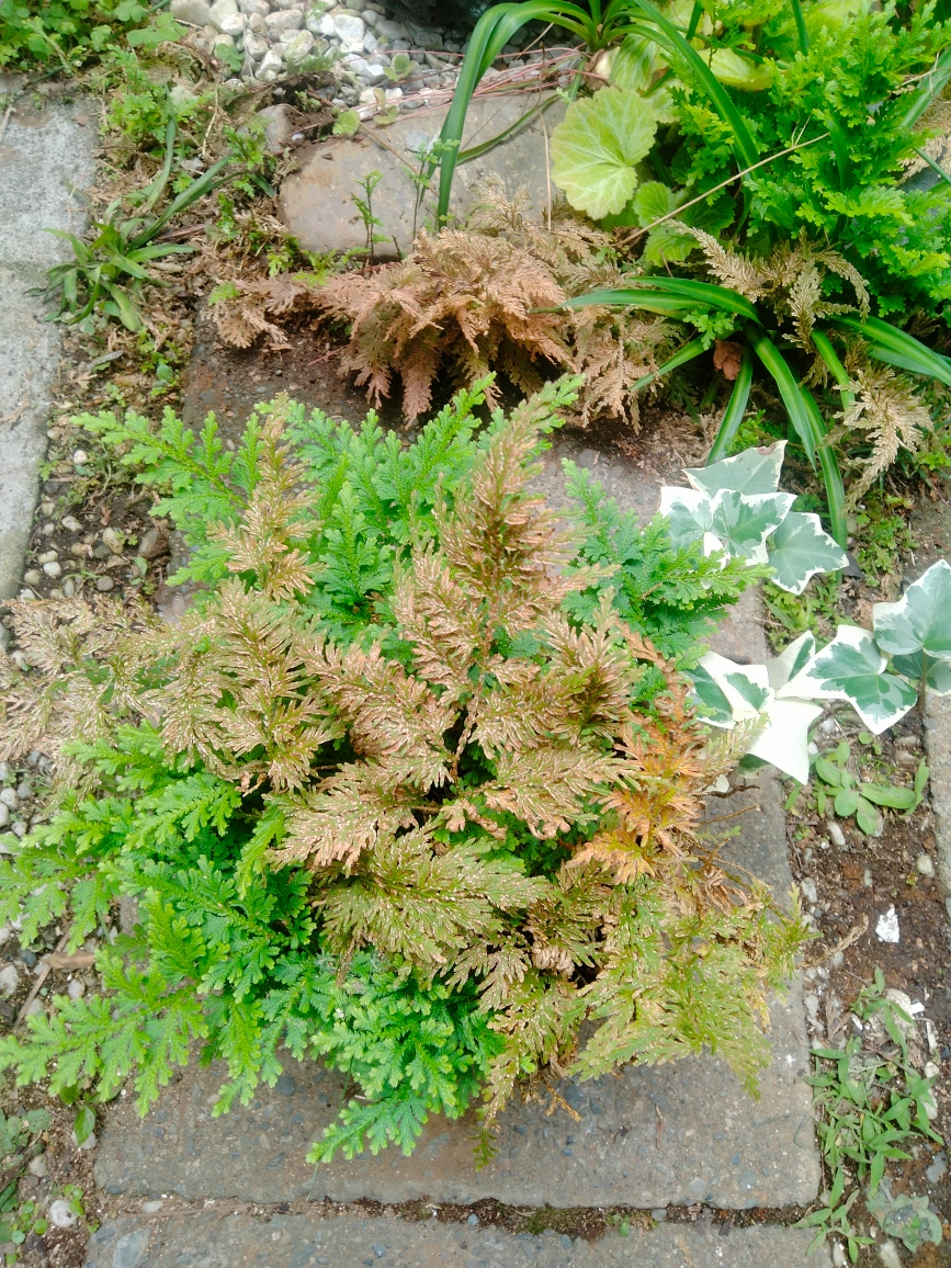 シダ コレクション 植木 植木鉢 園芸 ガーデニング 趣味の写真5枚目