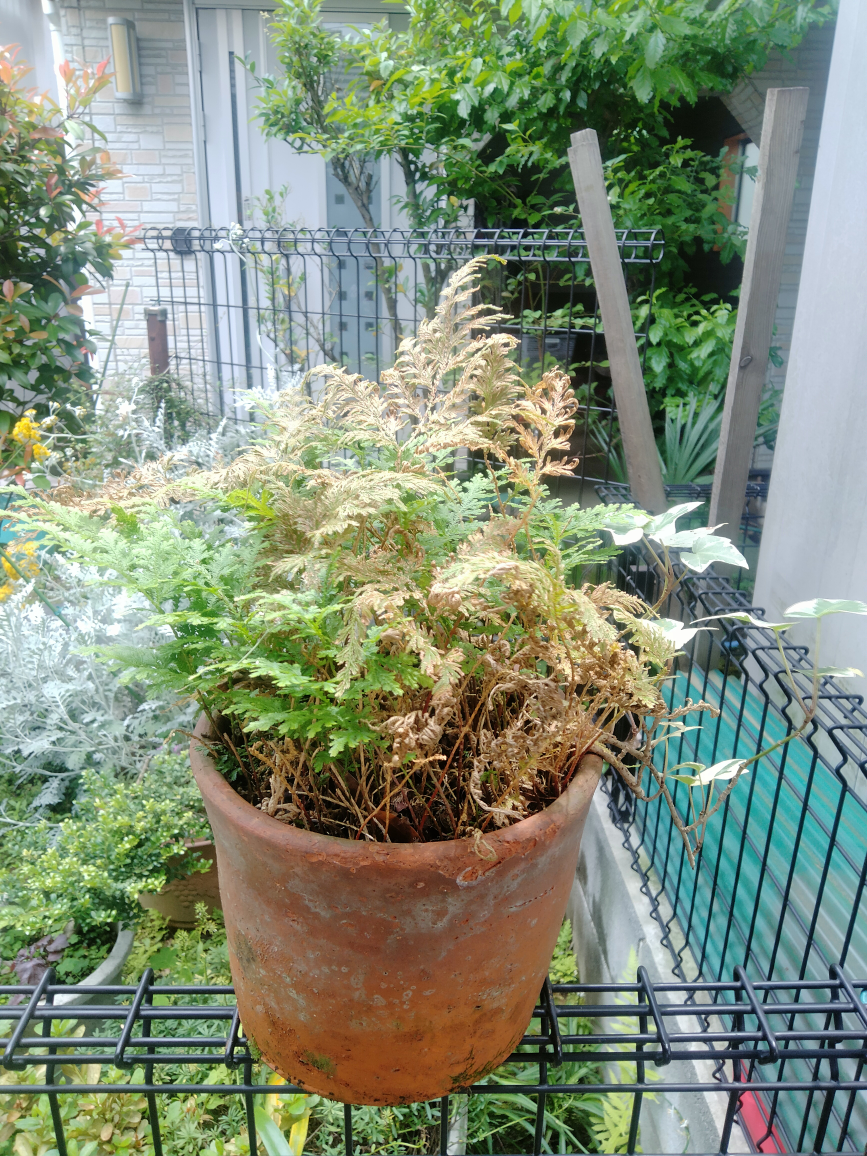 シダ　コレクション　植木　植木鉢　園芸　ガーデニング　趣味