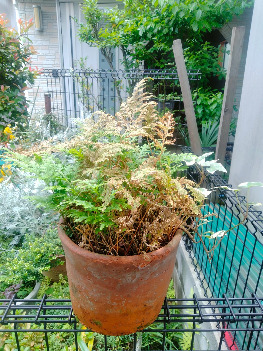 シダ コレクション 植木 植木鉢 園芸 ガーデニング 趣味