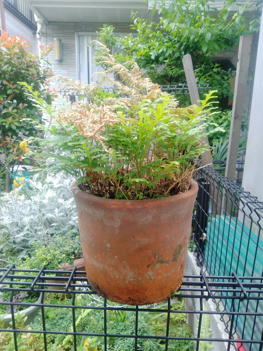 シダ　コレクション　植木　植木鉢　園芸　ガーデニング　趣味の写真4枚目