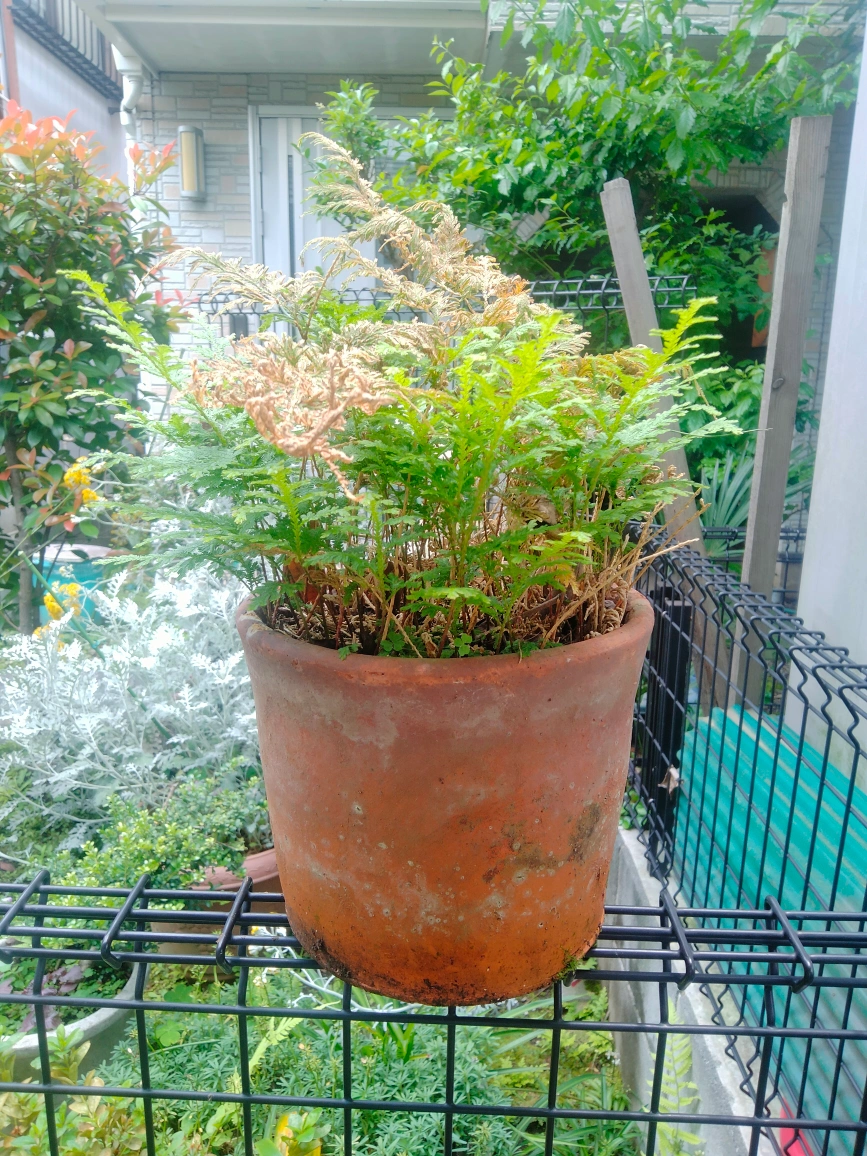 シダ コレクション 植木 植木鉢 園芸 ガーデニング 趣味の写真4枚目