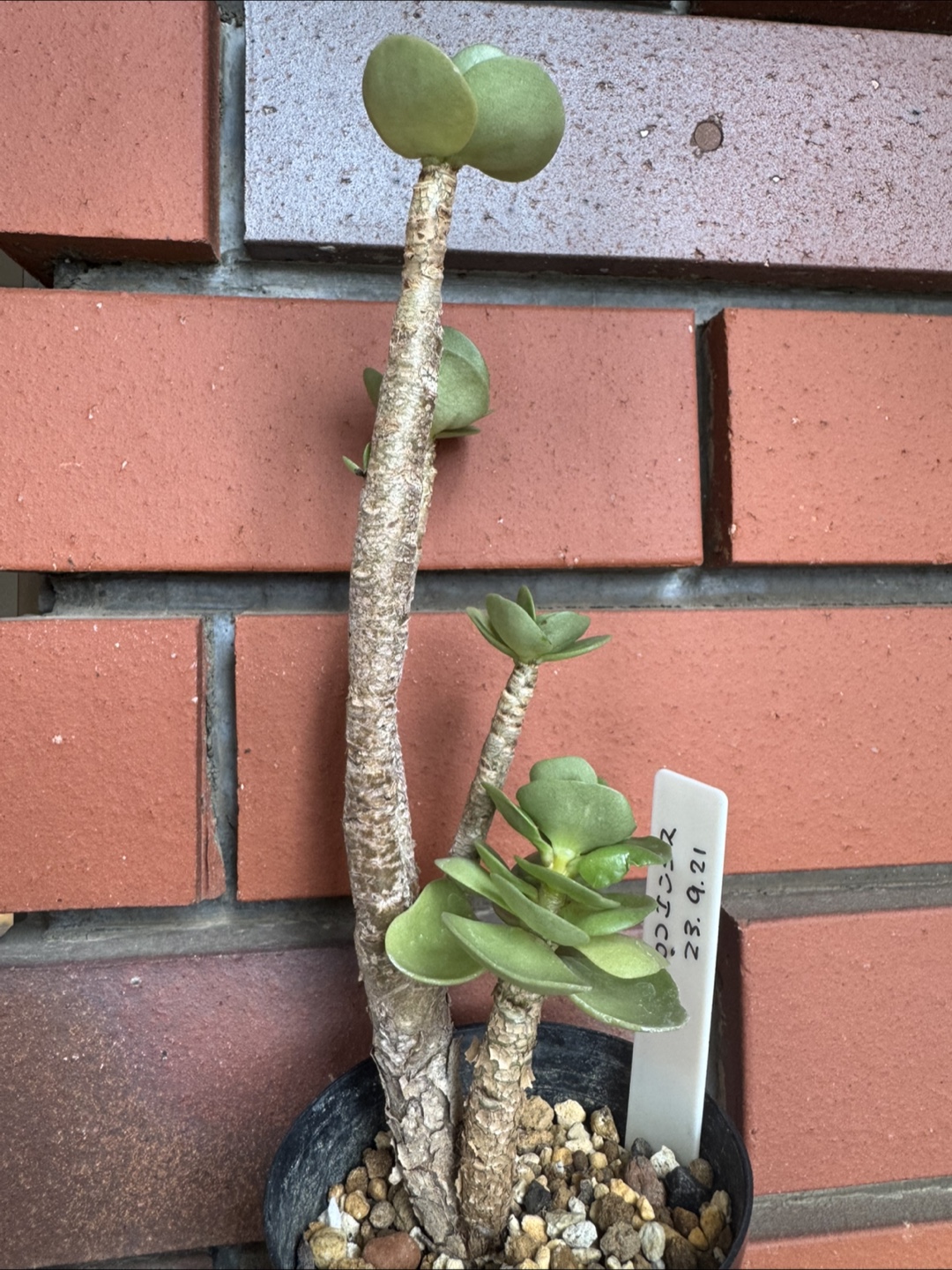 【レア品種】観葉植物　多肉植物　モロコエンシスの写真2枚目