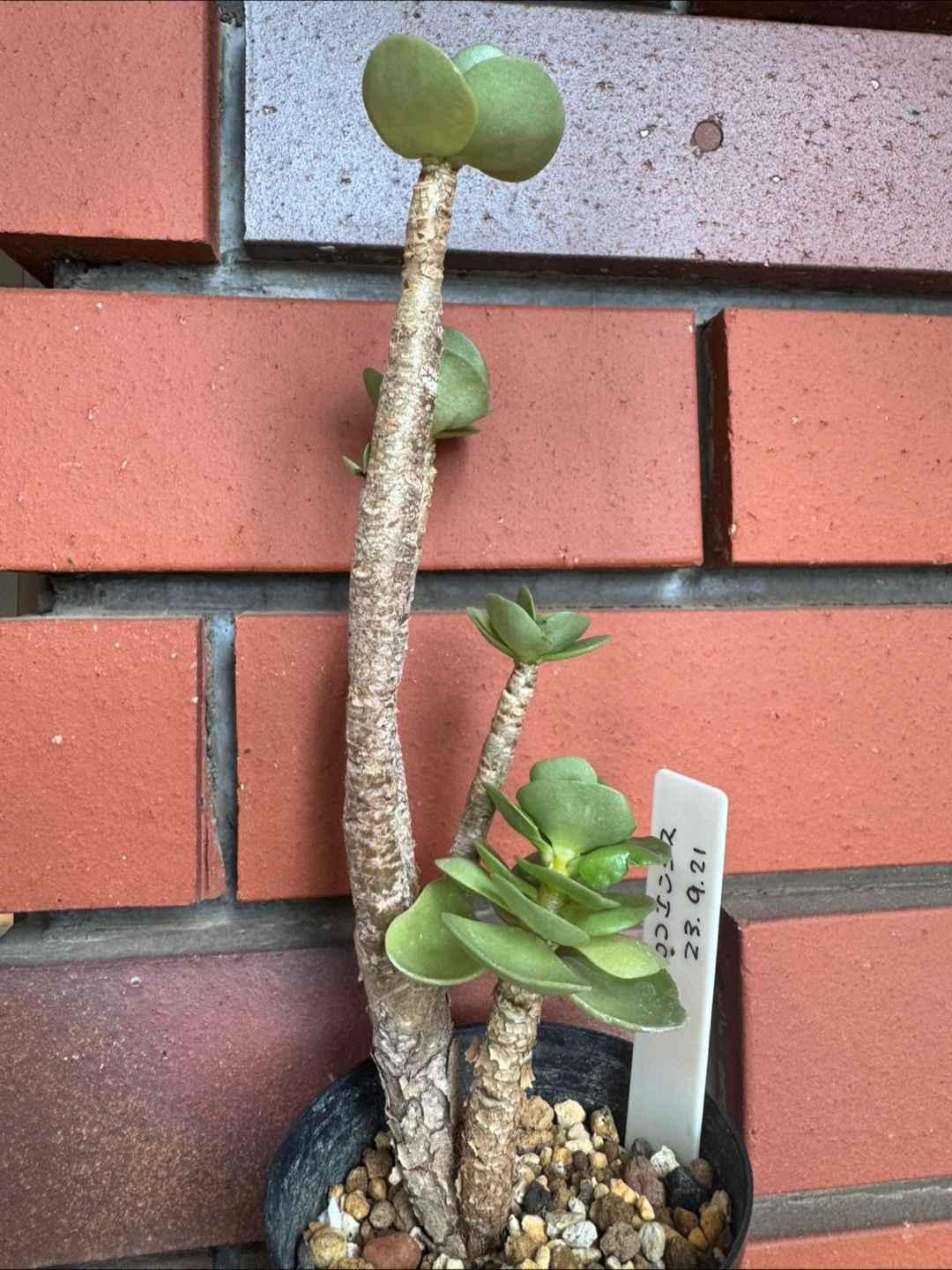 【レア品種】観葉植物 多肉植物 モロコエンシスの写真2枚目