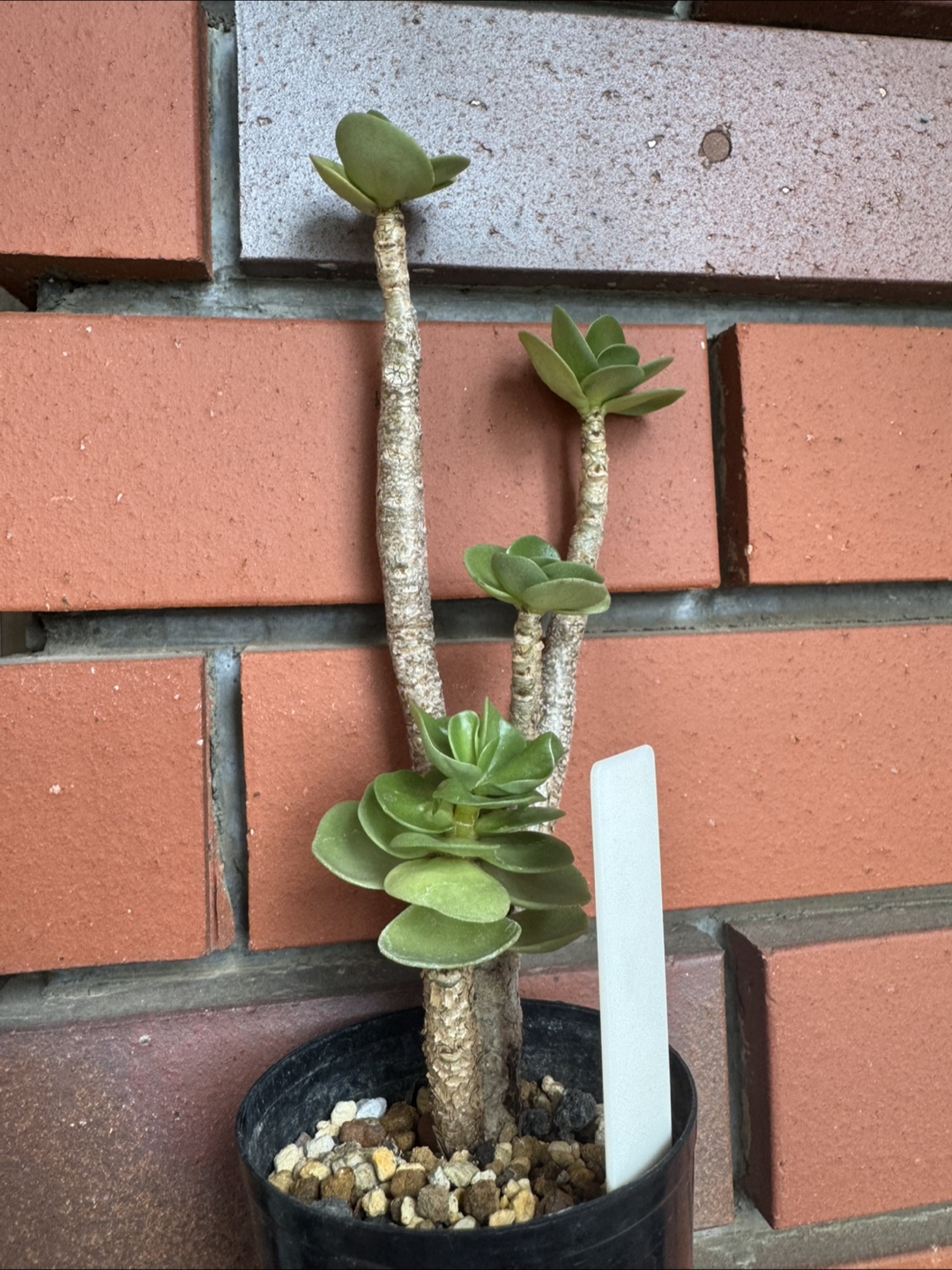 【レア品種】観葉植物　多肉植物　モロコエンシス