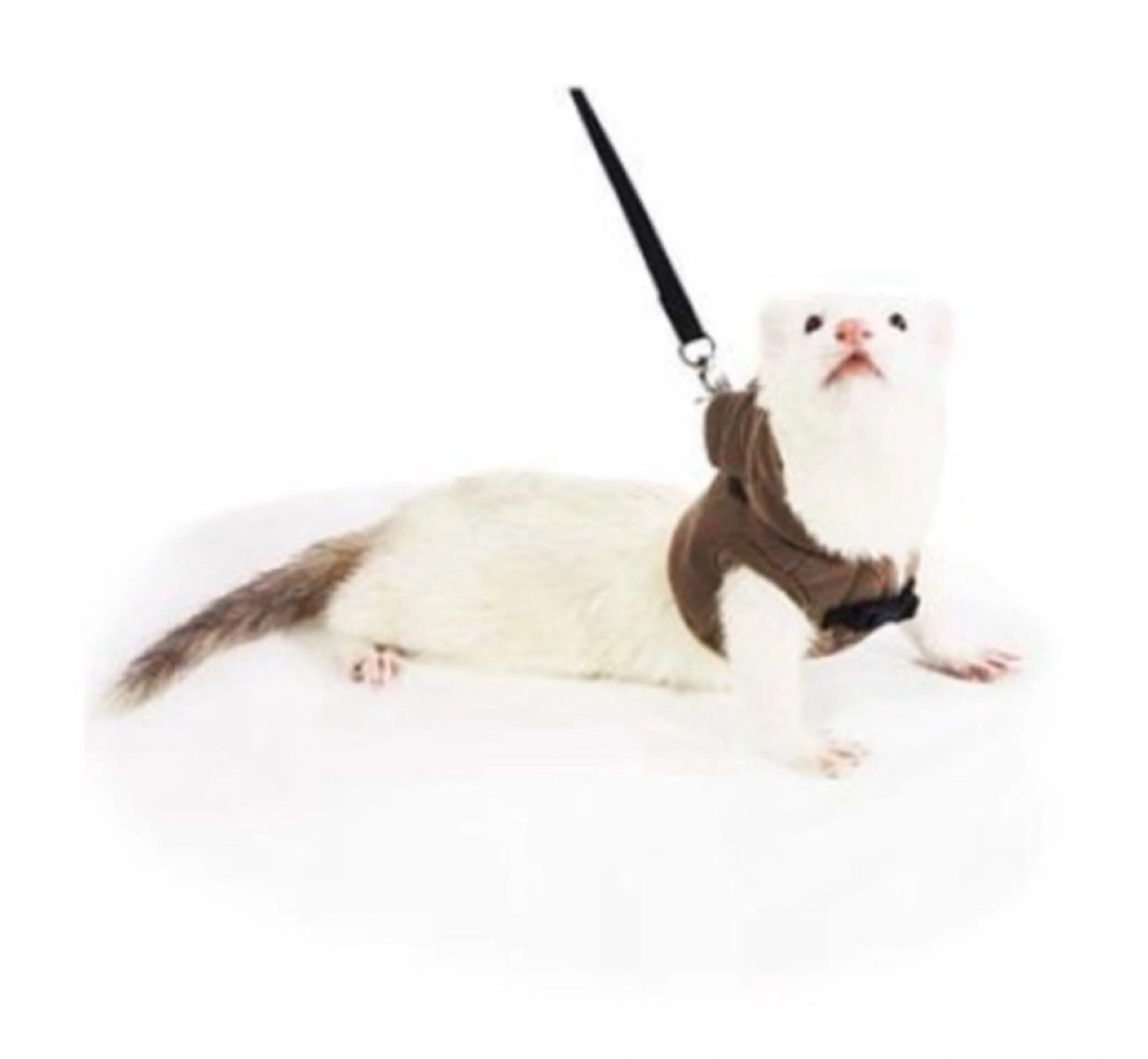 ferret ランランハーネス アニマル クマ S フェレットの写真5枚目