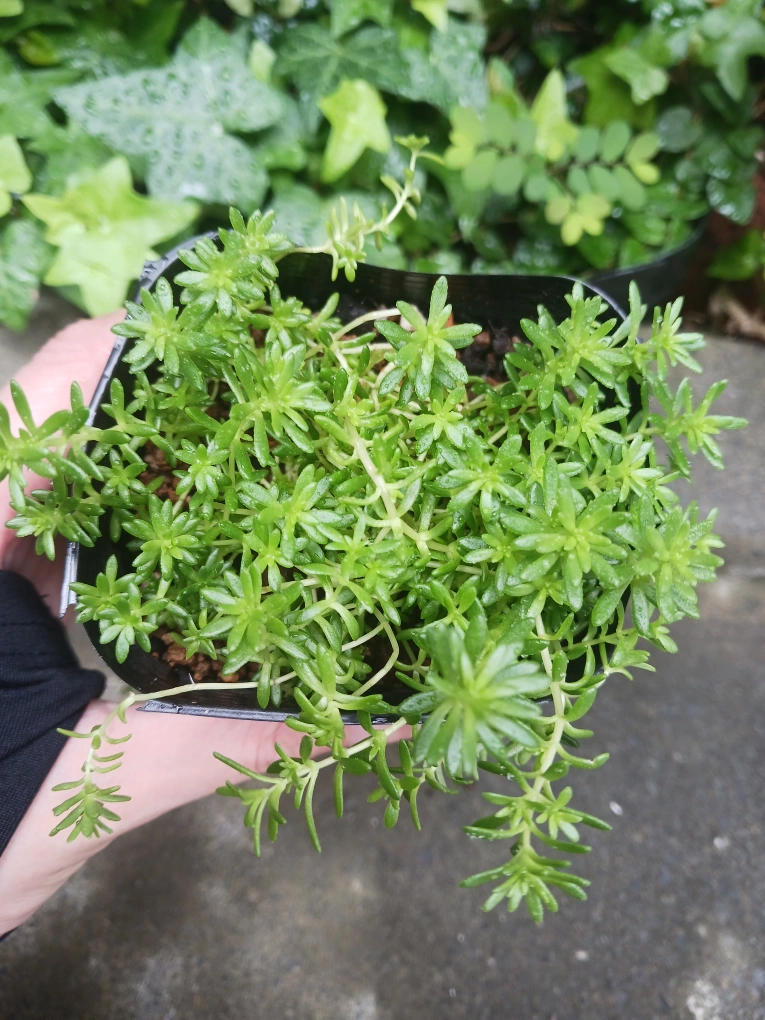 多肉植物 2個セット セダム