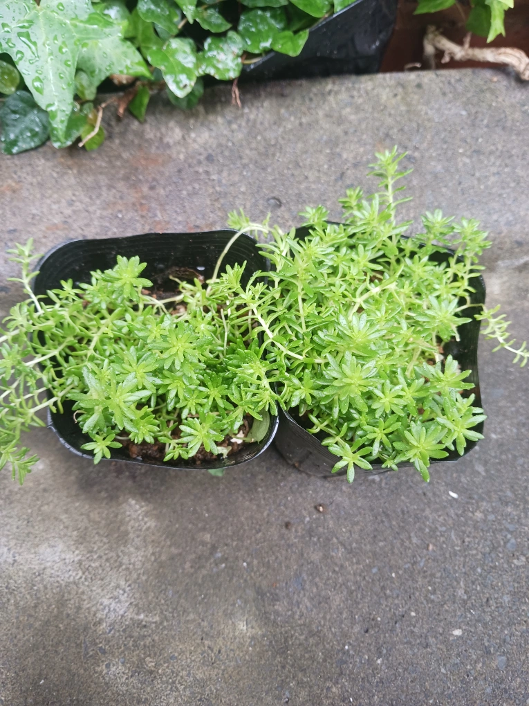 多肉植物 2個セット セダム の写真2枚目